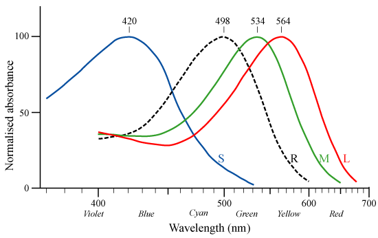 Obr. 7: Citlivost jednotlivých druhů světlocitlivých buněk na barvy [7].